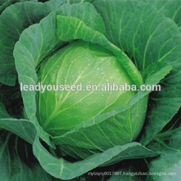 MC54 Languang dark green f1 hybrid cabbage seeds for sales